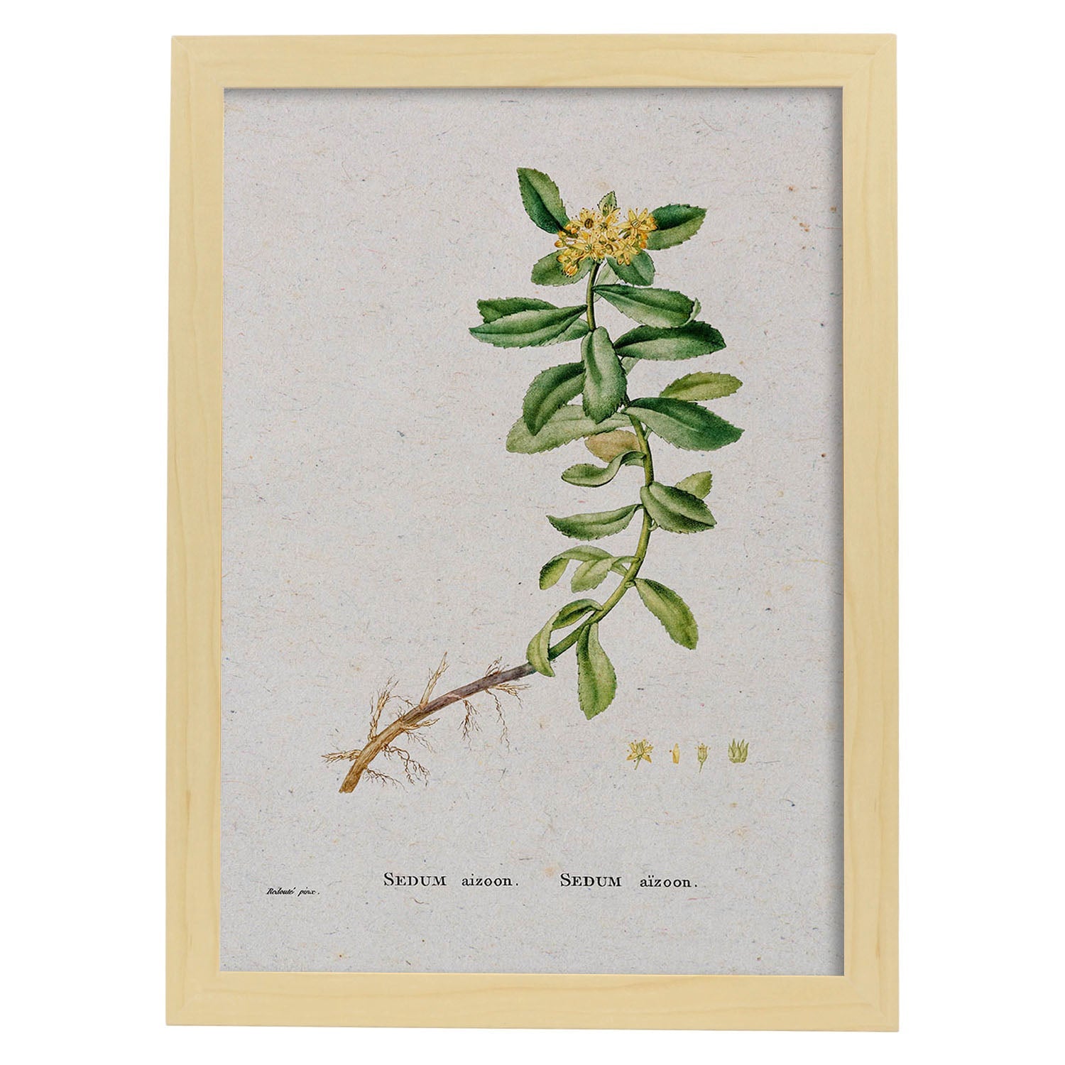 Lámina Naturaleza - 071. Pósters con ilustraciones en acuarela de Pierre-Joseph Redouté.-Artwork-Nacnic-A4-Marco Madera clara-Nacnic Estudio SL