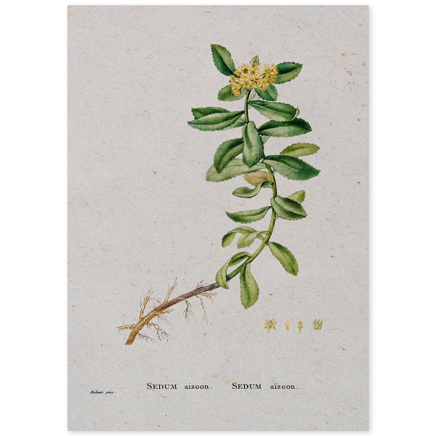 Lámina Naturaleza - 071. Pósters con ilustraciones en acuarela de Pierre-Joseph Redouté.-Artwork-Nacnic-A4-Sin marco-Nacnic Estudio SL