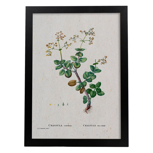 Lámina Naturaleza - 074. Pósters con ilustraciones en acuarela de Pierre-Joseph Redouté.-Artwork-Nacnic-A4-Marco Negro-Nacnic Estudio SL