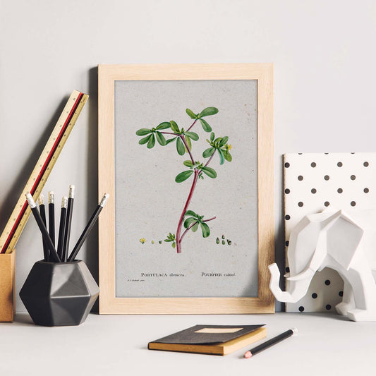 Lámina Naturaleza - 075. Pósters con ilustraciones en acuarela de Pierre-Joseph Redouté.-Artwork-Nacnic-Nacnic Estudio SL