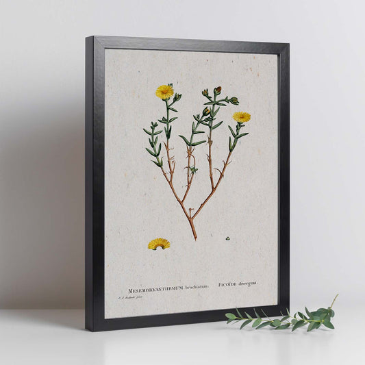 Lámina Naturaleza - 076. Pósters con ilustraciones en acuarela de Pierre-Joseph Redouté.-Artwork-Nacnic-Nacnic Estudio SL