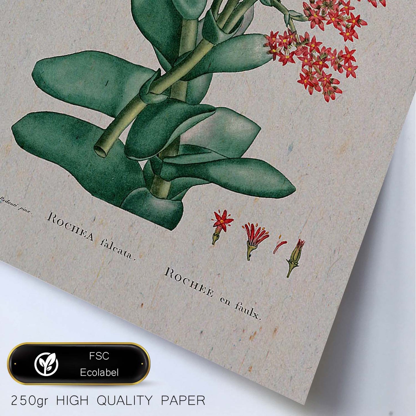 Lámina Naturaleza - 077. Pósters con ilustraciones en acuarela de Pierre-Joseph Redouté.-Artwork-Nacnic-Nacnic Estudio SL