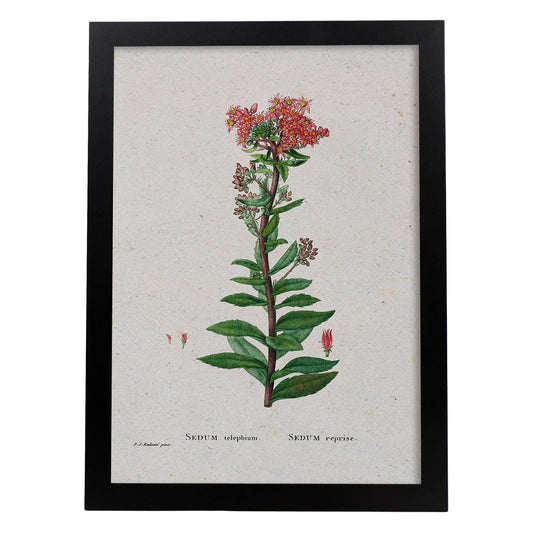 Lámina Naturaleza - 079. Pósters con ilustraciones en acuarela de Pierre-Joseph Redouté.-Artwork-Nacnic-A4-Marco Negro-Nacnic Estudio SL