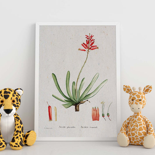 Lámina Naturaleza - 080. Pósters con ilustraciones en acuarela de Pierre-Joseph Redouté.-Artwork-Nacnic-Nacnic Estudio SL