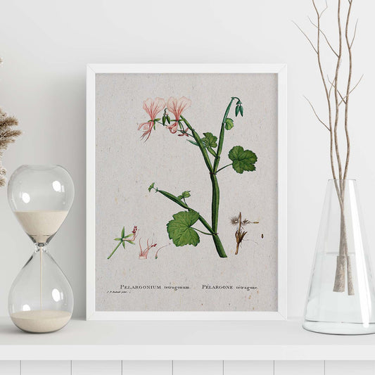 Lámina Naturaleza - 082. Pósters con ilustraciones en acuarela de Pierre-Joseph Redouté.-Artwork-Nacnic-Nacnic Estudio SL