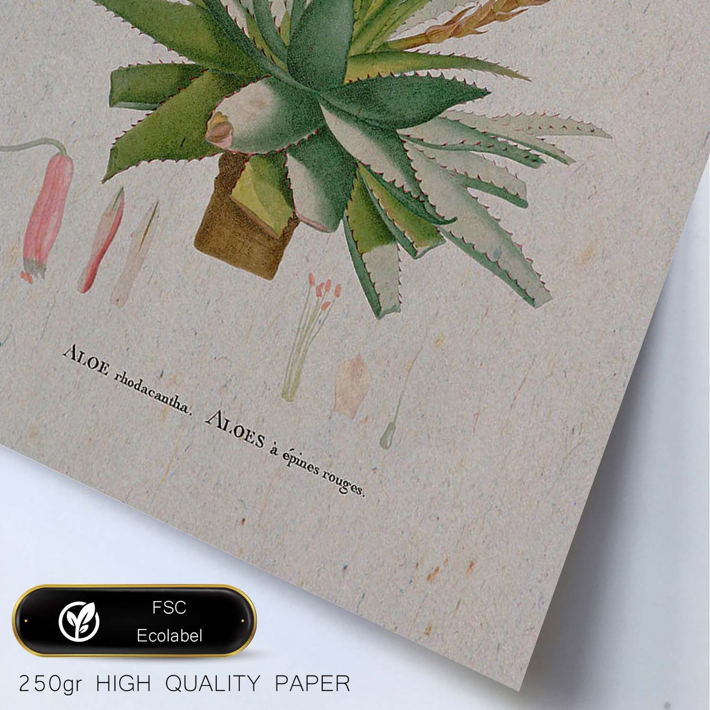 Lámina Naturaleza - 086. Pósters con ilustraciones en acuarela de Pierre-Joseph Redouté.-Artwork-Nacnic-Nacnic Estudio SL