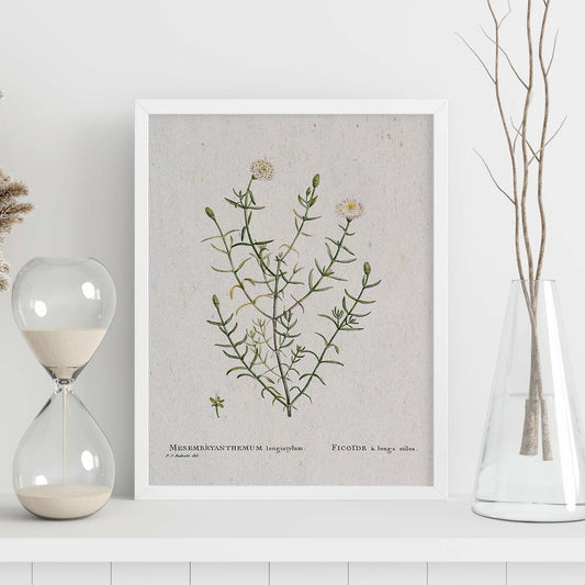 Lámina Naturaleza - 088. Pósters con ilustraciones en acuarela de Pierre-Joseph Redouté.-Artwork-Nacnic-Nacnic Estudio SL