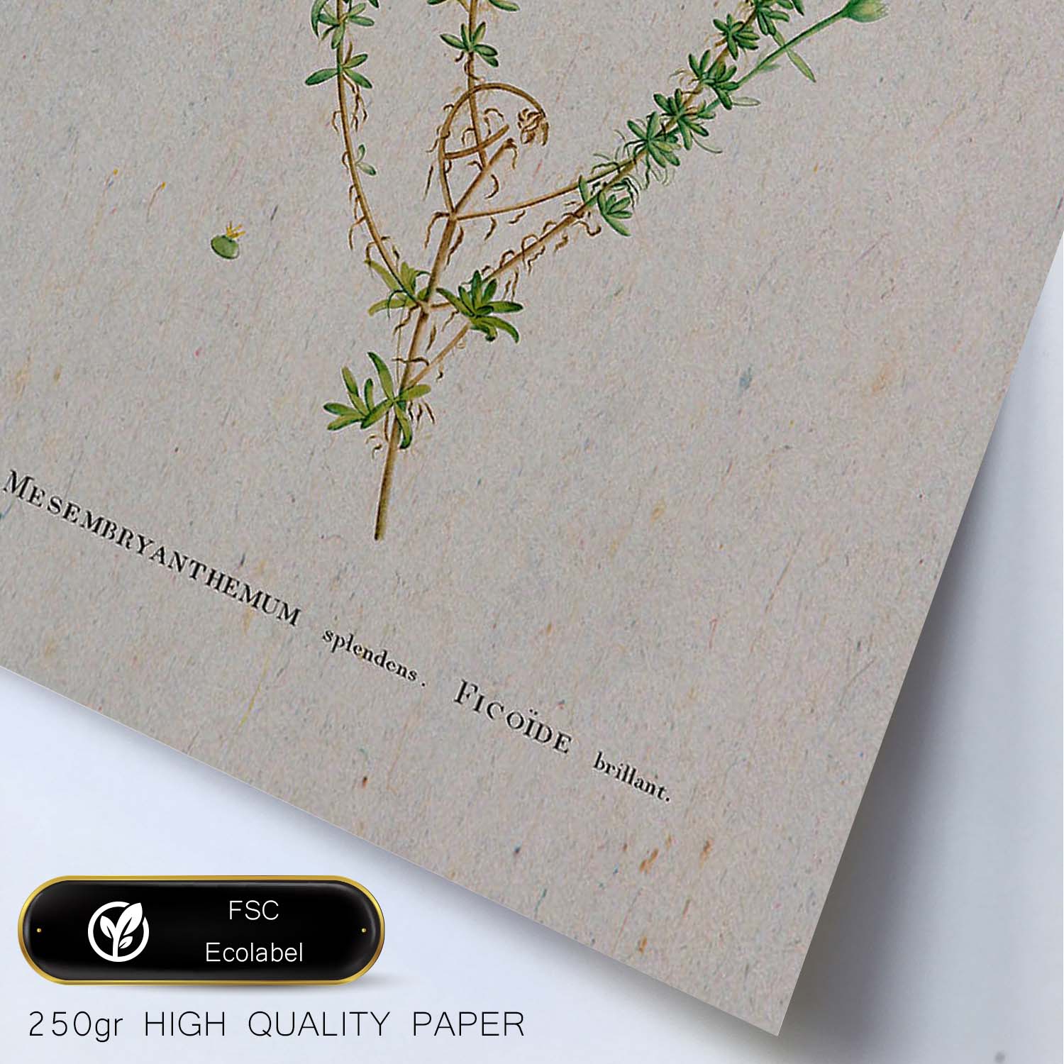 Lámina Naturaleza - 090. Pósters con ilustraciones en acuarela de Pierre-Joseph Redouté.-Artwork-Nacnic-Nacnic Estudio SL