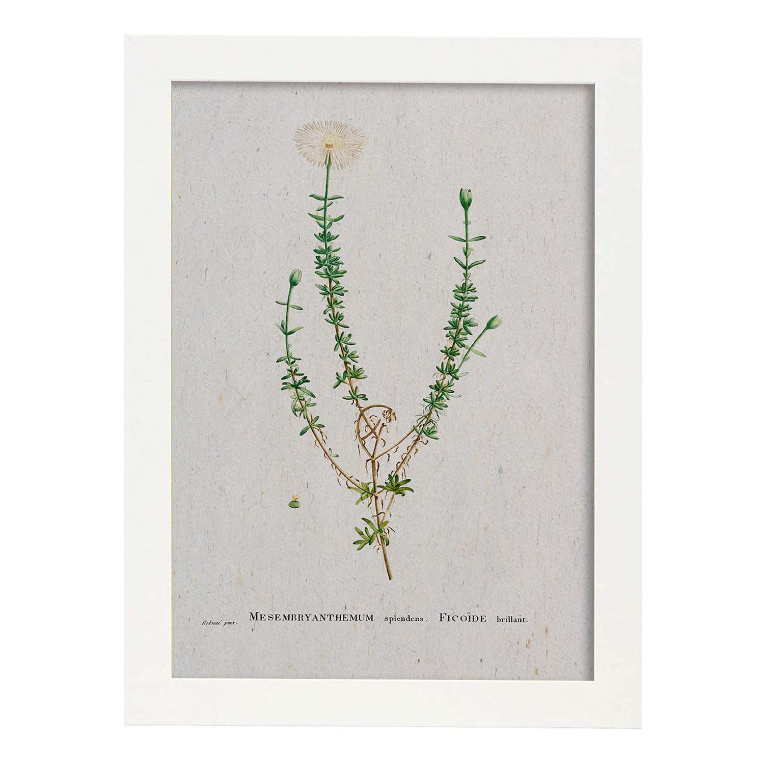 Lámina Naturaleza - 090. Pósters con ilustraciones en acuarela de Pierre-Joseph Redouté.-Artwork-Nacnic-A3-Marco Blanco-Nacnic Estudio SL