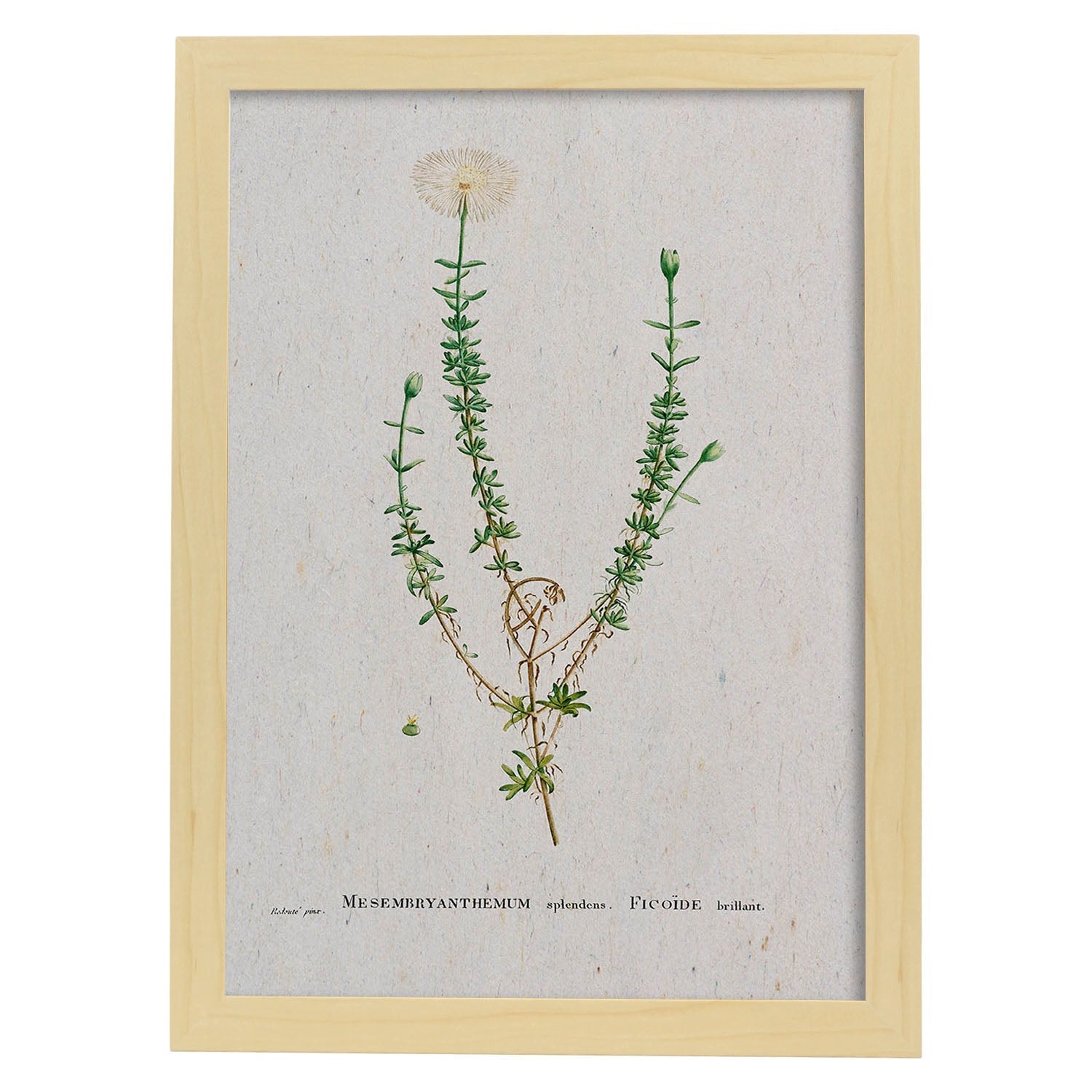 Lámina Naturaleza - 090. Pósters con ilustraciones en acuarela de Pierre-Joseph Redouté.-Artwork-Nacnic-A4-Marco Madera clara-Nacnic Estudio SL