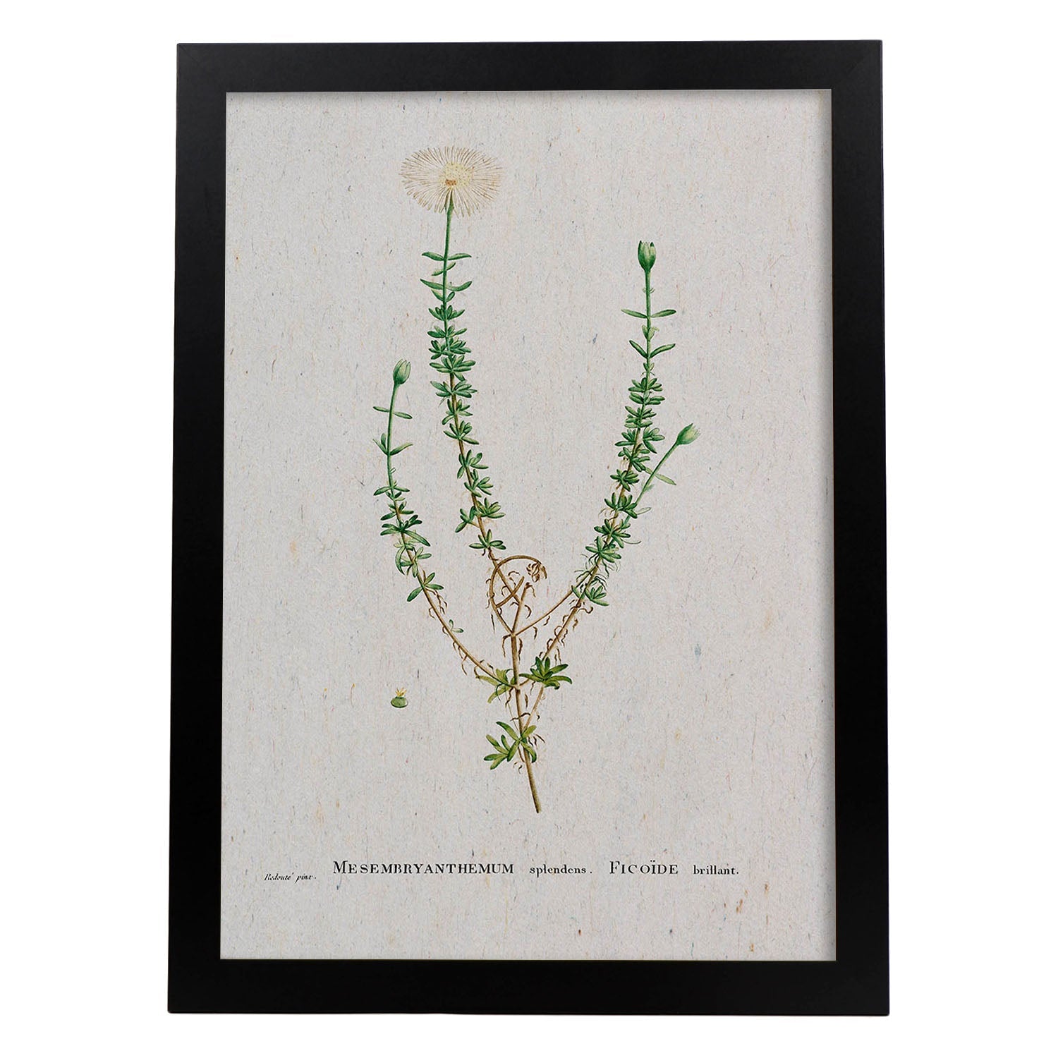 Lámina Naturaleza - 090. Pósters con ilustraciones en acuarela de Pierre-Joseph Redouté.-Artwork-Nacnic-A4-Marco Negro-Nacnic Estudio SL