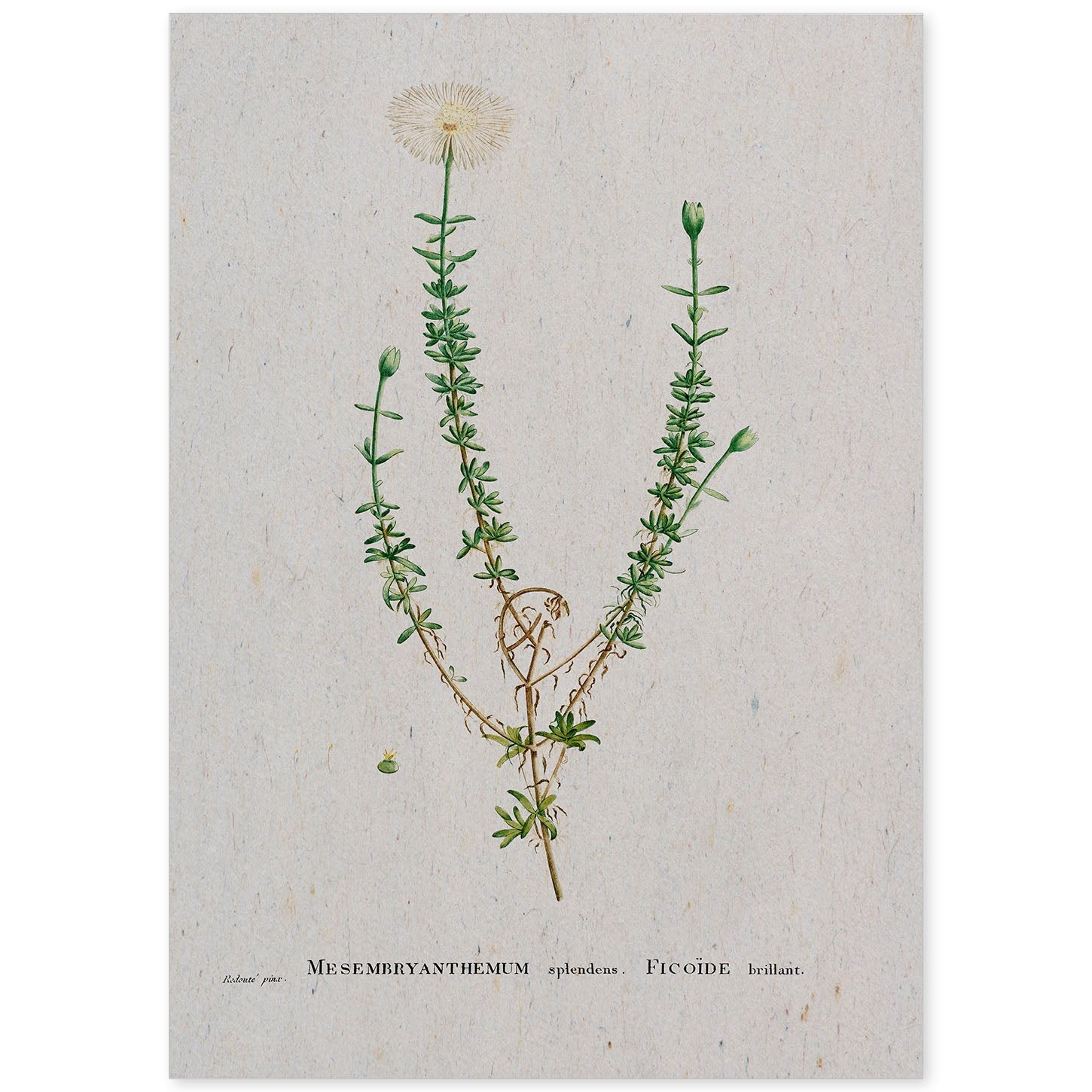 Lámina Naturaleza - 090. Pósters con ilustraciones en acuarela de Pierre-Joseph Redouté.-Artwork-Nacnic-A4-Sin marco-Nacnic Estudio SL