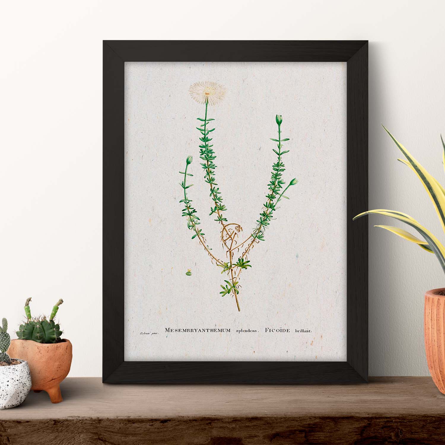 Lámina Naturaleza - 090. Pósters con ilustraciones en acuarela de Pierre-Joseph Redouté.-Artwork-Nacnic-Nacnic Estudio SL