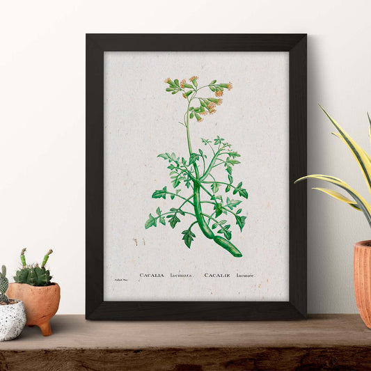 Lámina Naturaleza - 093. Pósters con ilustraciones en acuarela de Pierre-Joseph Redouté.-Artwork-Nacnic-Nacnic Estudio SL