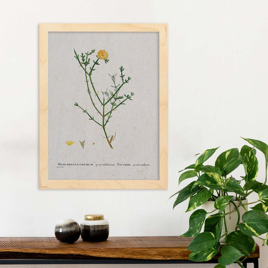 Lámina Naturaleza - 094. Pósters con ilustraciones en acuarela de Pierre-Joseph Redouté.-Artwork-Nacnic-Nacnic Estudio SL