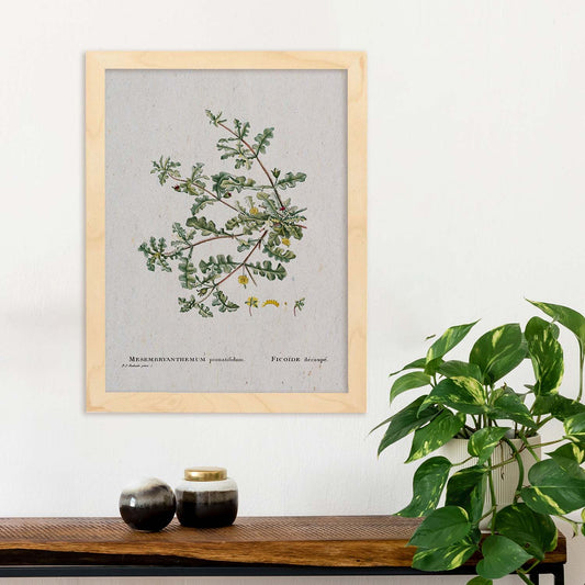 Lámina Naturaleza - 097. Pósters con ilustraciones en acuarela de Pierre-Joseph Redouté.-Artwork-Nacnic-Nacnic Estudio SL