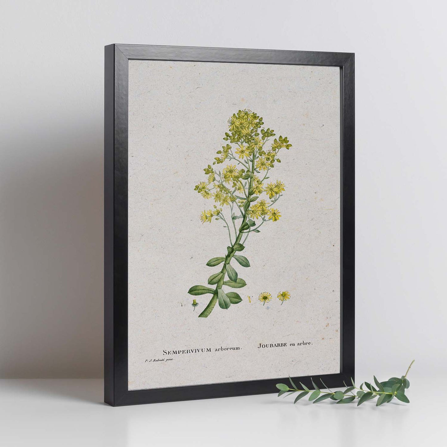 Lámina Naturaleza - 100. Pósters con ilustraciones en acuarela de Pierre-Joseph Redouté.-Artwork-Nacnic-Nacnic Estudio SL