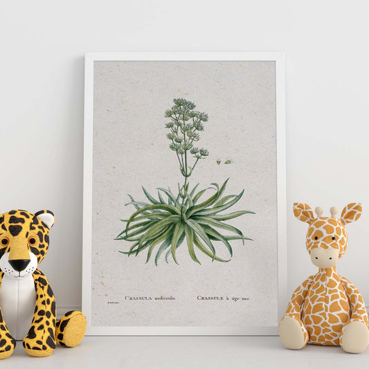 Lámina Naturaleza - 101. Pósters con ilustraciones en acuarela de Pierre-Joseph Redouté.-Artwork-Nacnic-Nacnic Estudio SL