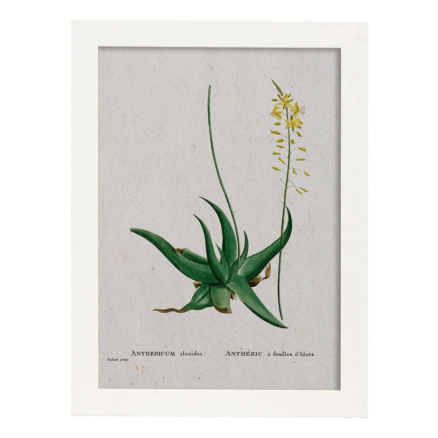 Lámina Naturaleza - 104. Pósters con ilustraciones en acuarela de Pierre-Joseph Redouté.-Artwork-Nacnic-A3-Marco Blanco-Nacnic Estudio SL