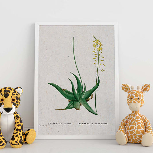 Lámina Naturaleza - 104. Pósters con ilustraciones en acuarela de Pierre-Joseph Redouté.-Artwork-Nacnic-Nacnic Estudio SL