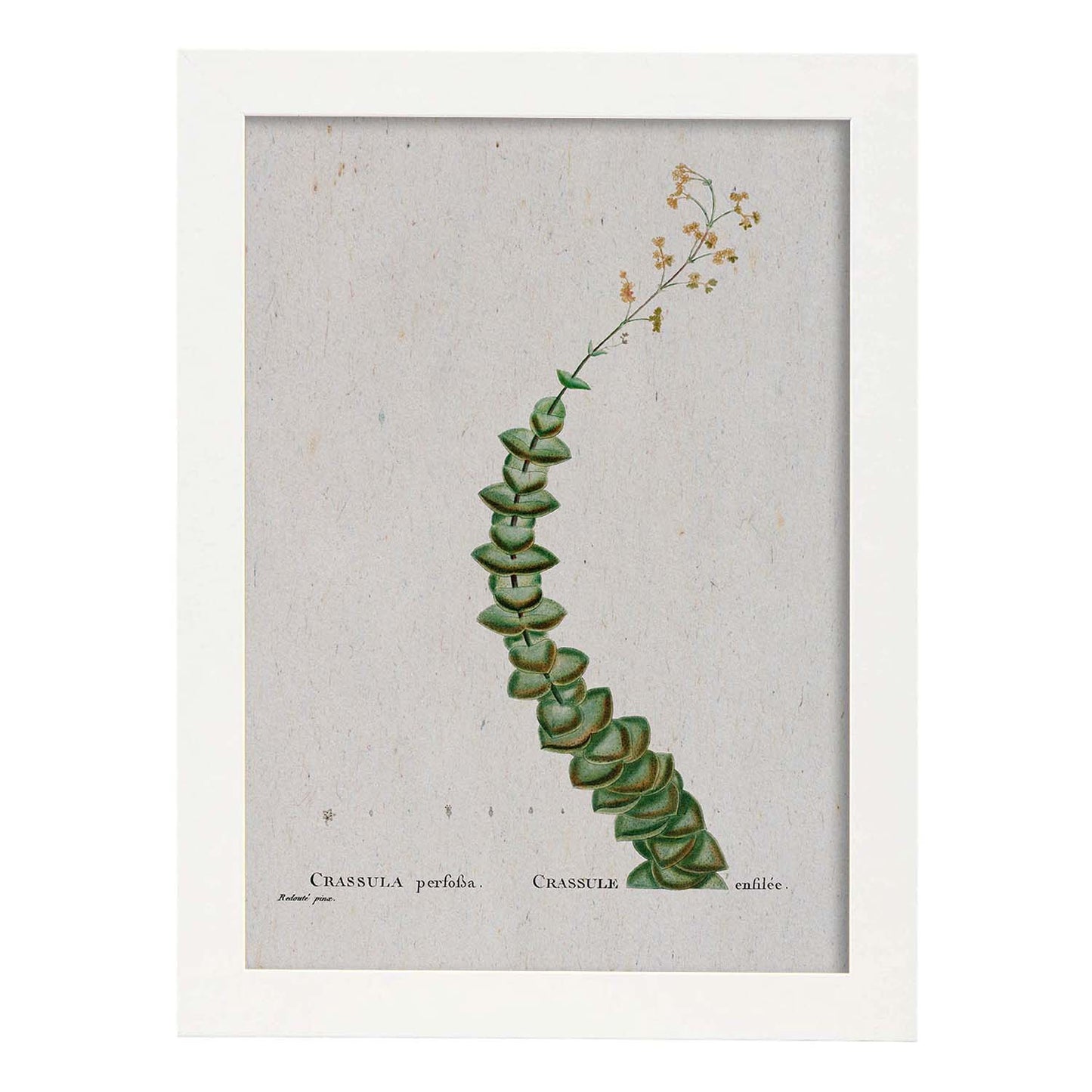 Lámina Naturaleza - 105. Pósters con ilustraciones en acuarela de Pierre-Joseph Redouté.-Artwork-Nacnic-A4-Marco Blanco-Nacnic Estudio SL