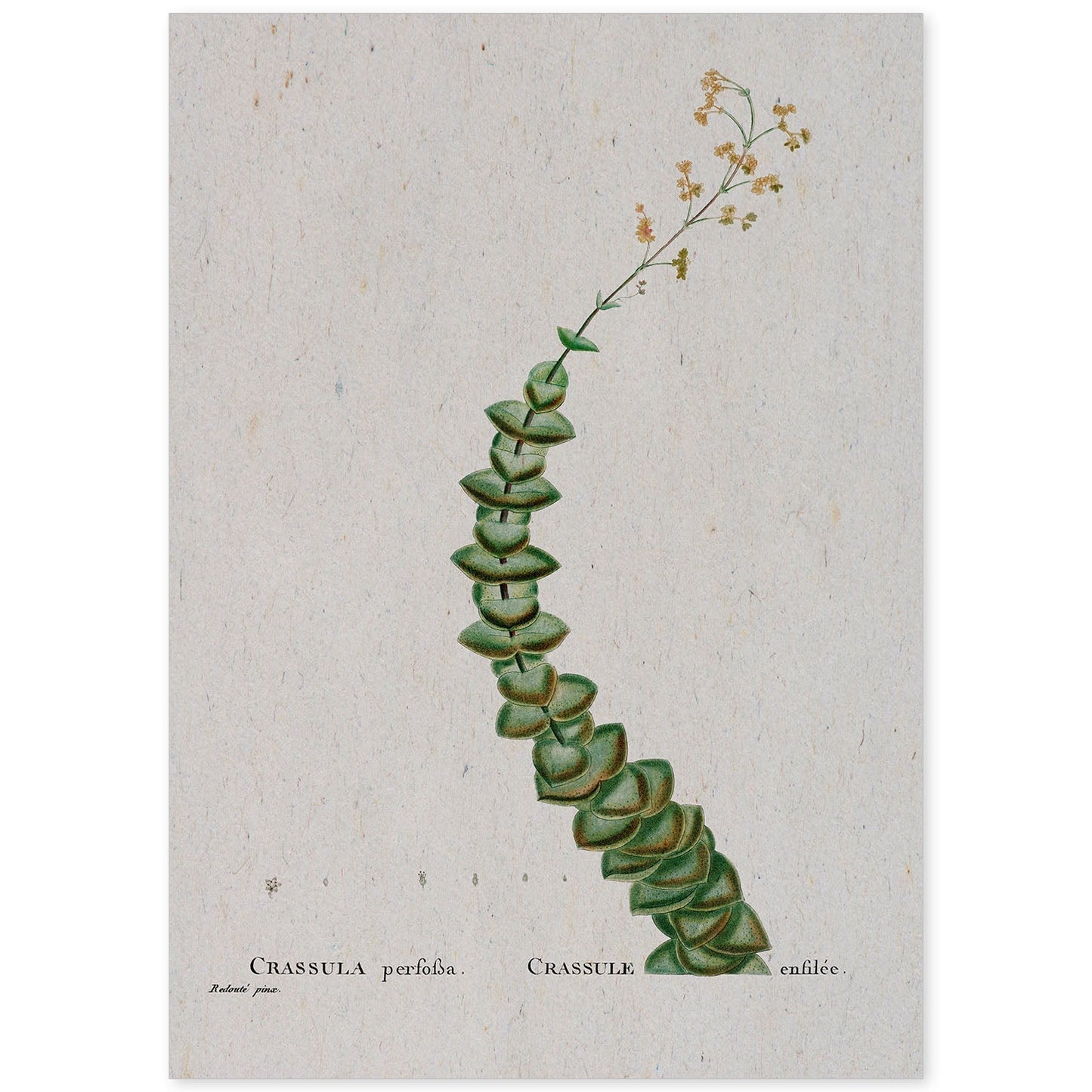 Lámina Naturaleza - 105. Pósters con ilustraciones en acuarela de Pierre-Joseph Redouté.-Artwork-Nacnic-A4-Sin marco-Nacnic Estudio SL