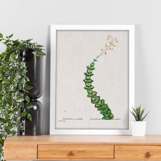 Lámina Naturaleza - 105. Pósters con ilustraciones en acuarela de Pierre-Joseph Redouté.-Artwork-Nacnic-Nacnic Estudio SL