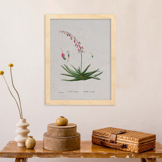 Lámina Naturaleza - 107. Pósters con ilustraciones en acuarela de Pierre-Joseph Redouté.-Artwork-Nacnic-Nacnic Estudio SL