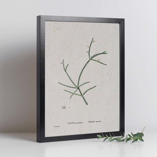 Lámina Naturaleza - 109. Pósters con ilustraciones en acuarela de Pierre-Joseph Redouté.-Artwork-Nacnic-Nacnic Estudio SL