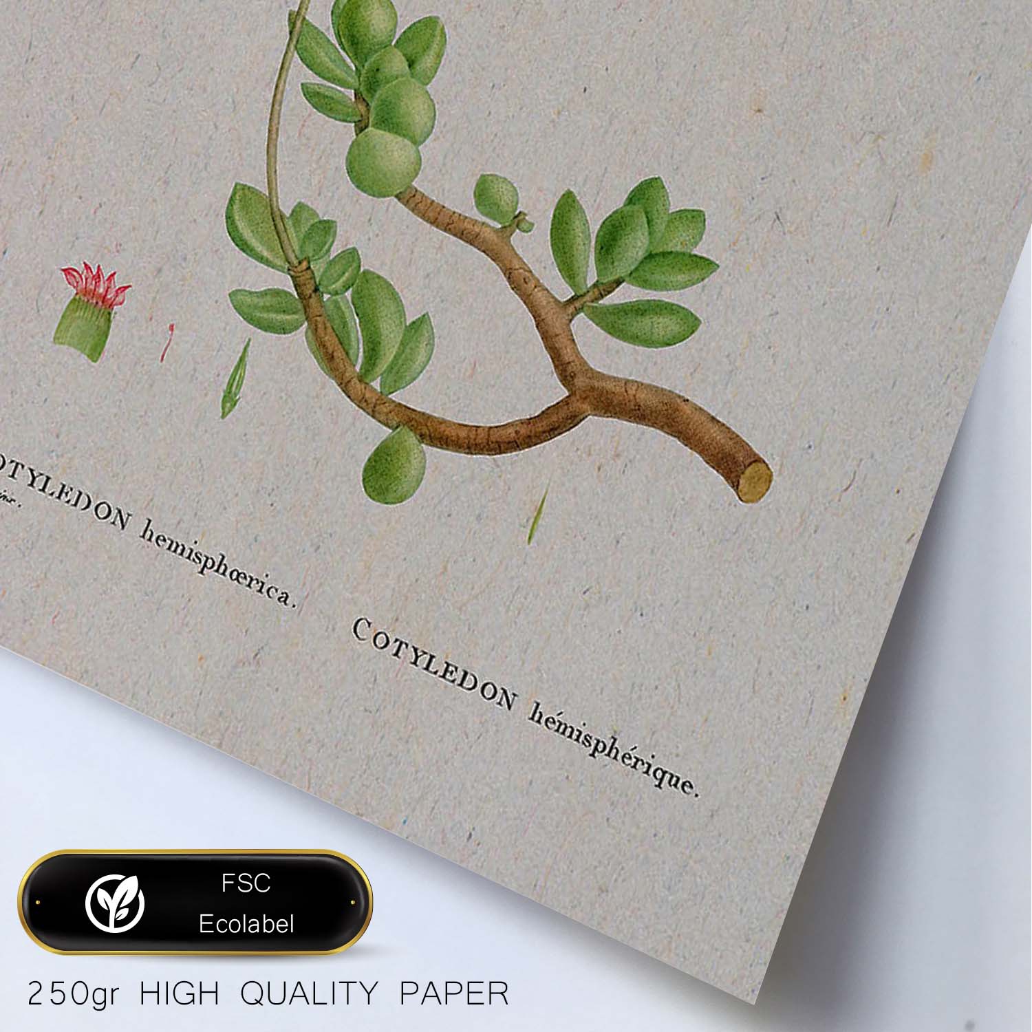 Lámina Naturaleza - 110. Pósters con ilustraciones en acuarela de Pierre-Joseph Redouté.-Artwork-Nacnic-Nacnic Estudio SL