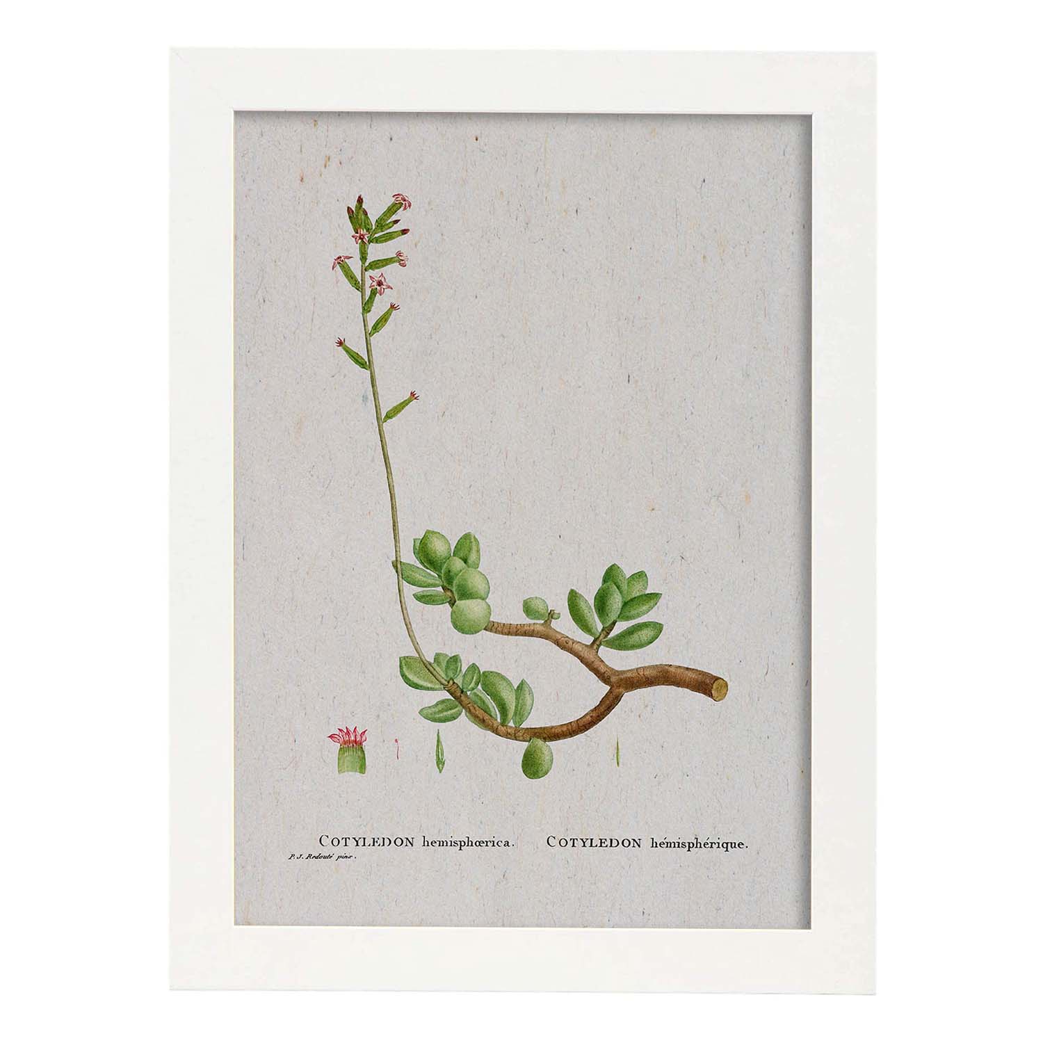 Lámina Naturaleza - 110. Pósters con ilustraciones en acuarela de Pierre-Joseph Redouté.-Artwork-Nacnic-A3-Marco Blanco-Nacnic Estudio SL