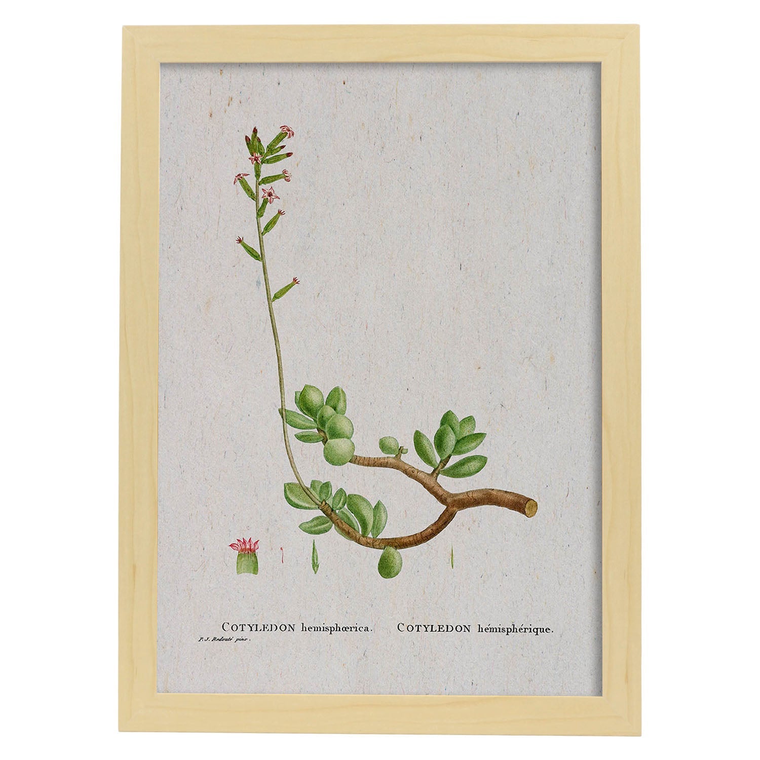 Lámina Naturaleza - 110. Pósters con ilustraciones en acuarela de Pierre-Joseph Redouté.-Artwork-Nacnic-A3-Marco Madera clara-Nacnic Estudio SL