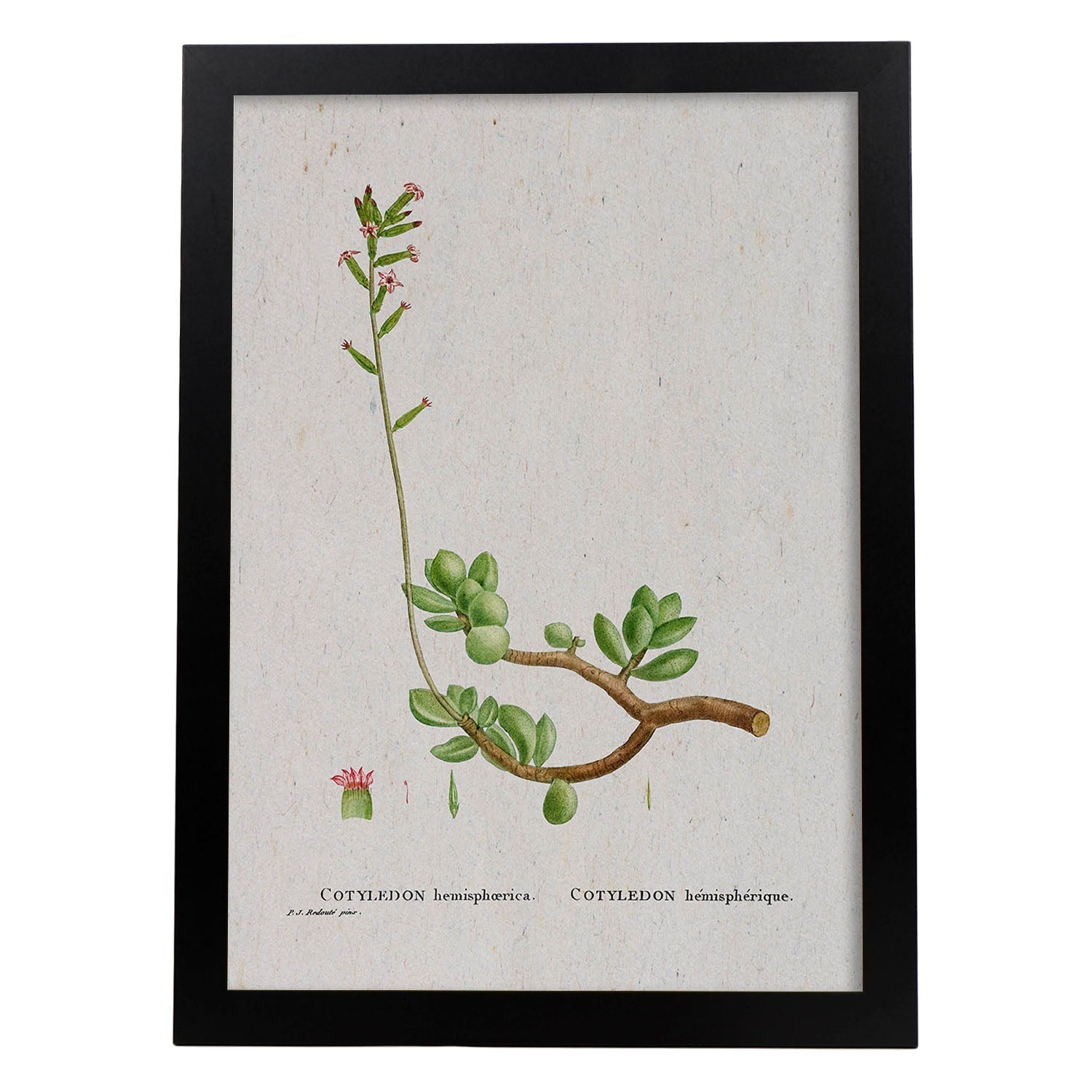 Lámina Naturaleza - 110. Pósters con ilustraciones en acuarela de Pierre-Joseph Redouté.-Artwork-Nacnic-A4-Marco Negro-Nacnic Estudio SL