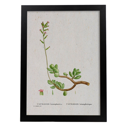 Lámina Naturaleza - 110. Pósters con ilustraciones en acuarela de Pierre-Joseph Redouté.-Artwork-Nacnic-A4-Marco Negro-Nacnic Estudio SL