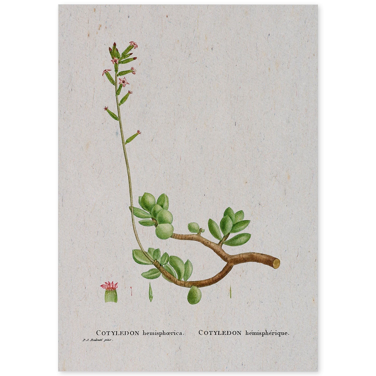 Lámina Naturaleza - 110. Pósters con ilustraciones en acuarela de Pierre-Joseph Redouté.-Artwork-Nacnic-A4-Sin marco-Nacnic Estudio SL