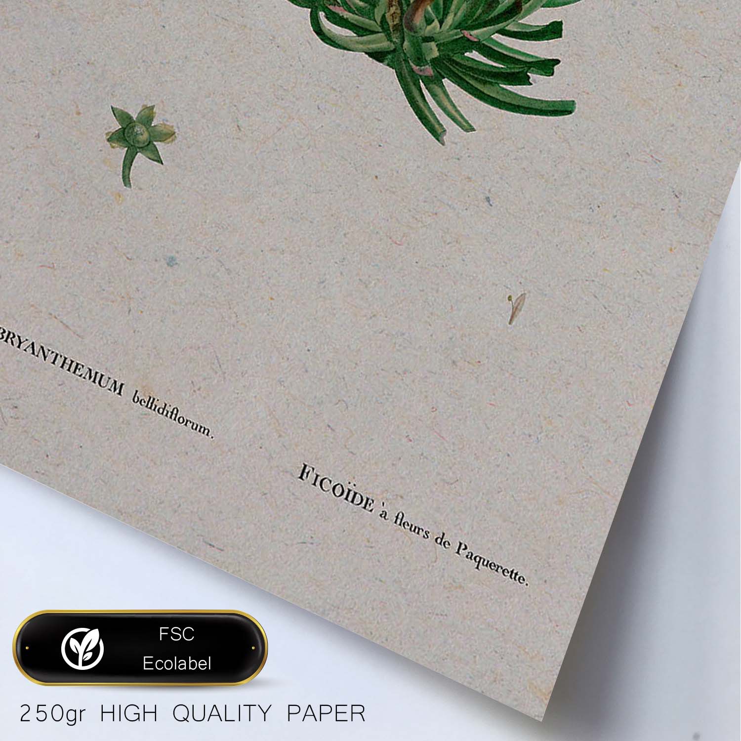 Lámina Naturaleza - 111. Pósters con ilustraciones en acuarela de Pierre-Joseph Redouté.-Artwork-Nacnic-Nacnic Estudio SL