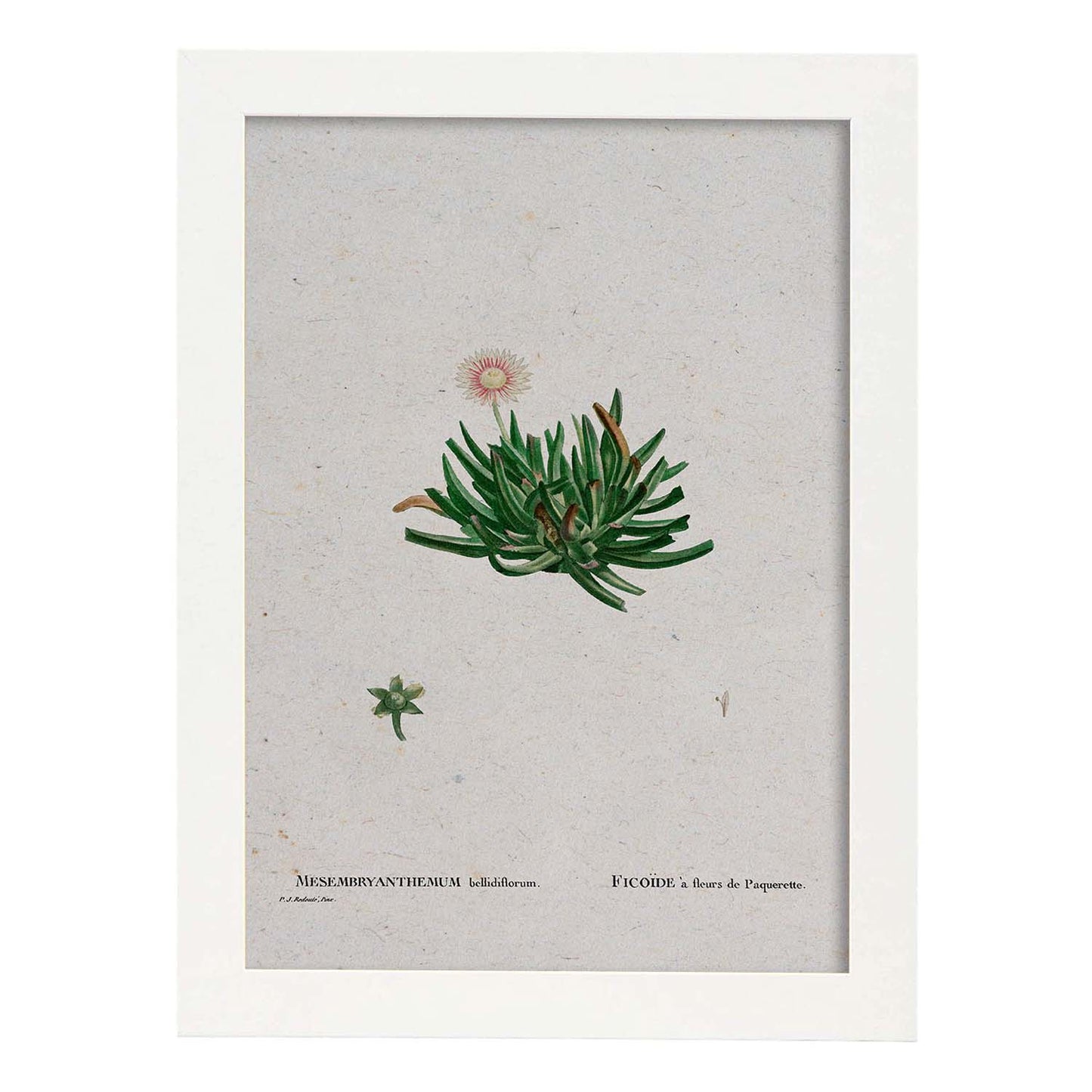 Lámina Naturaleza - 111. Pósters con ilustraciones en acuarela de Pierre-Joseph Redouté.-Artwork-Nacnic-A3-Marco Blanco-Nacnic Estudio SL