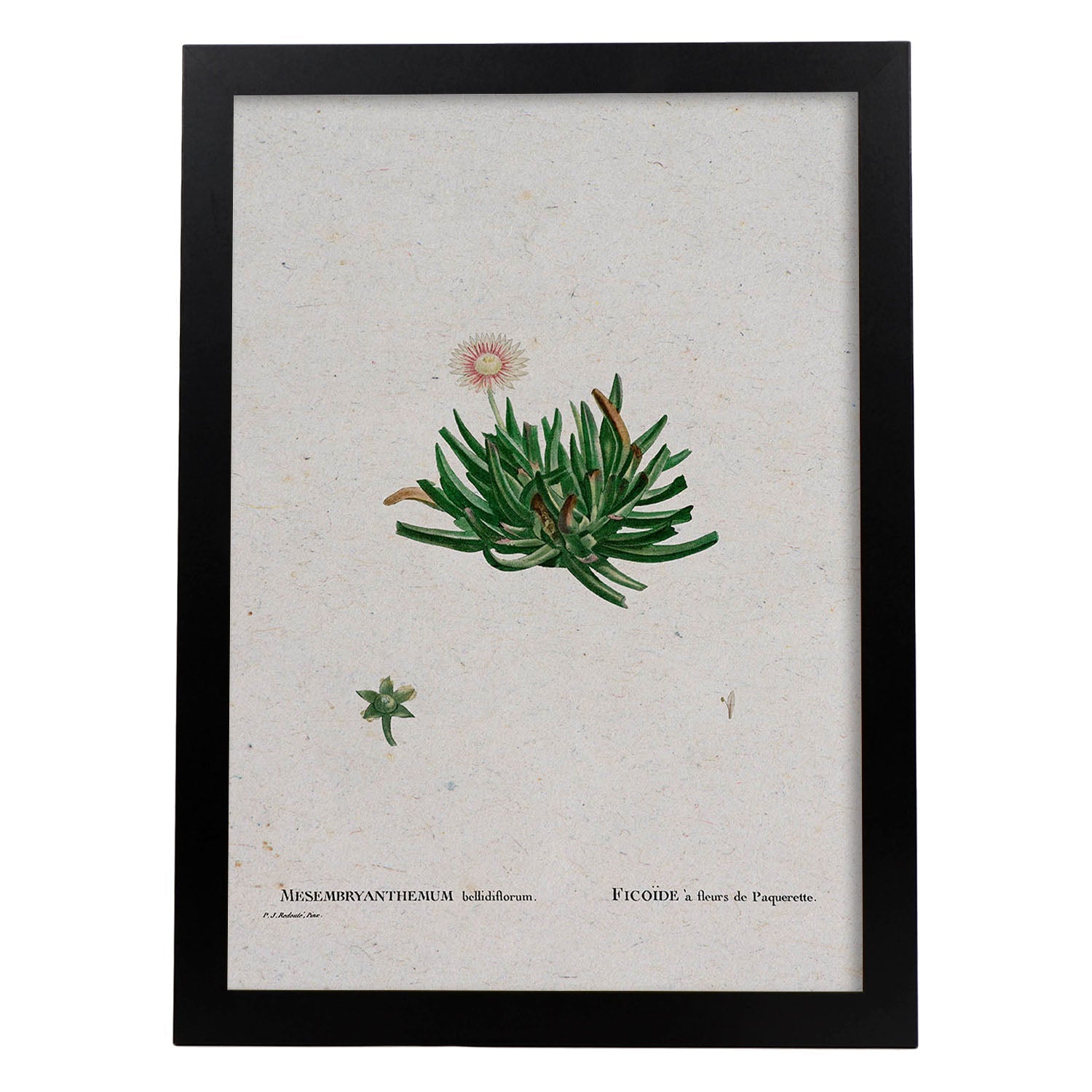 Lámina Naturaleza - 111. Pósters con ilustraciones en acuarela de Pierre-Joseph Redouté.-Artwork-Nacnic-A3-Marco Negro-Nacnic Estudio SL