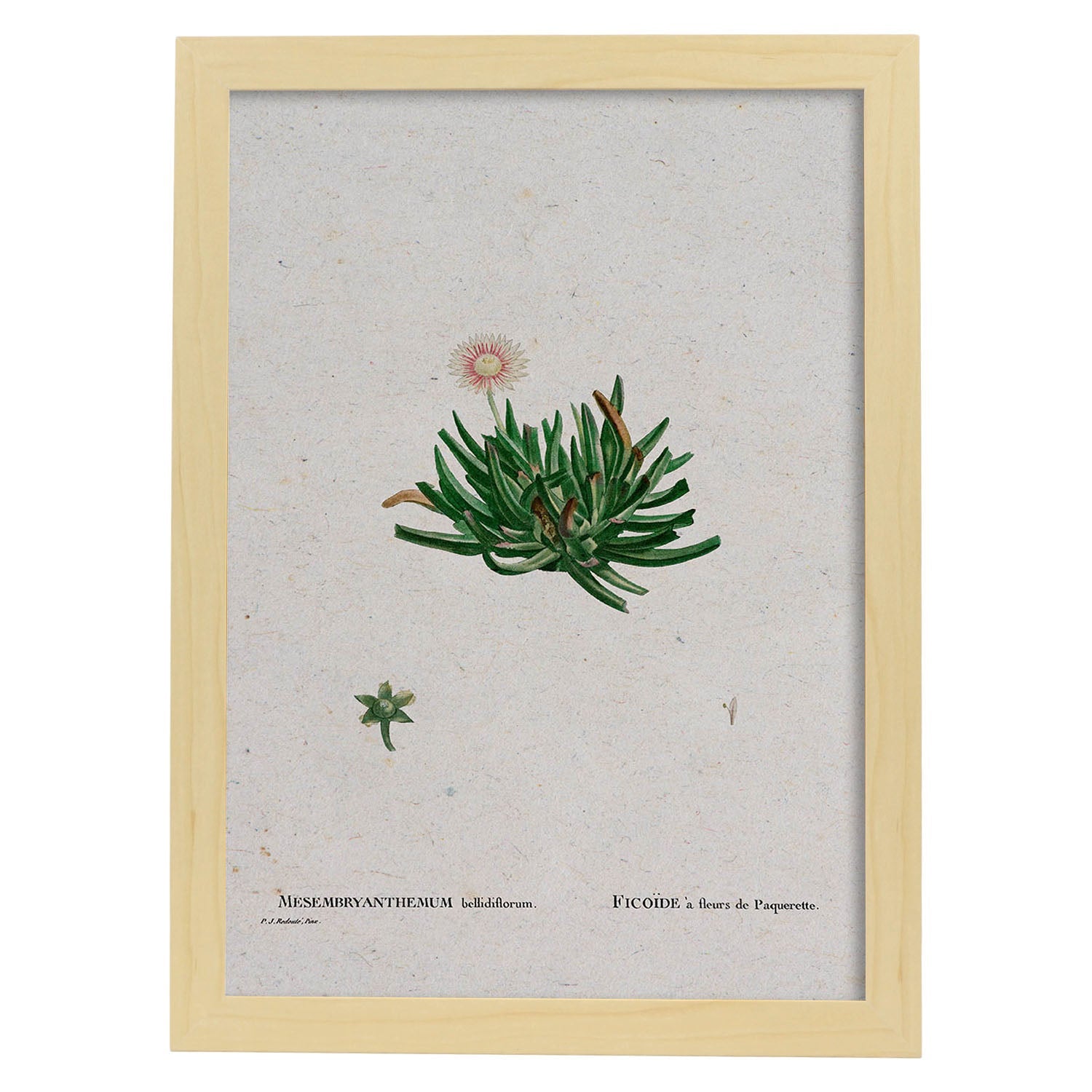 Lámina Naturaleza - 111. Pósters con ilustraciones en acuarela de Pierre-Joseph Redouté.-Artwork-Nacnic-A4-Marco Madera clara-Nacnic Estudio SL