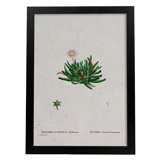 Lámina Naturaleza - 111. Pósters con ilustraciones en acuarela de Pierre-Joseph Redouté.-Artwork-Nacnic-A4-Marco Negro-Nacnic Estudio SL