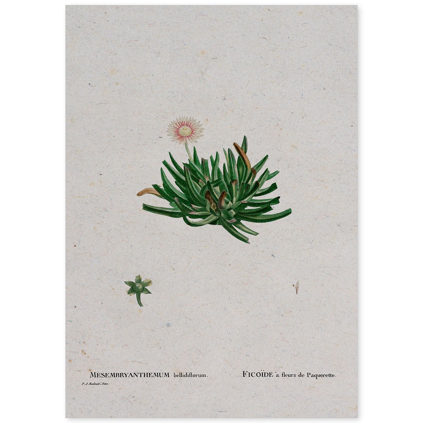 Lámina Naturaleza - 111. Pósters con ilustraciones en acuarela de Pierre-Joseph Redouté.-Artwork-Nacnic-A4-Sin marco-Nacnic Estudio SL