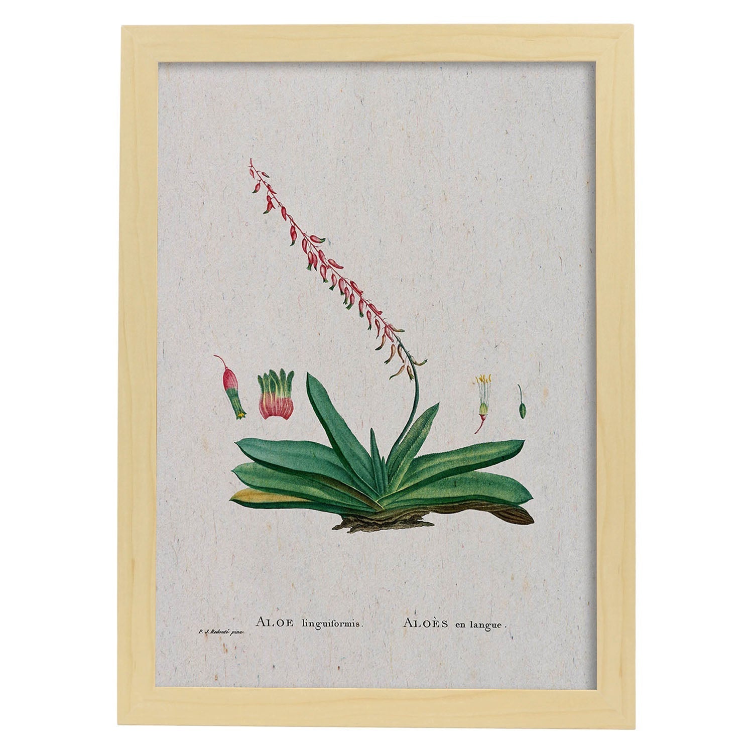 Lámina Naturaleza - 112. Pósters con ilustraciones en acuarela de Pierre-Joseph Redouté.-Artwork-Nacnic-A3-Marco Madera clara-Nacnic Estudio SL