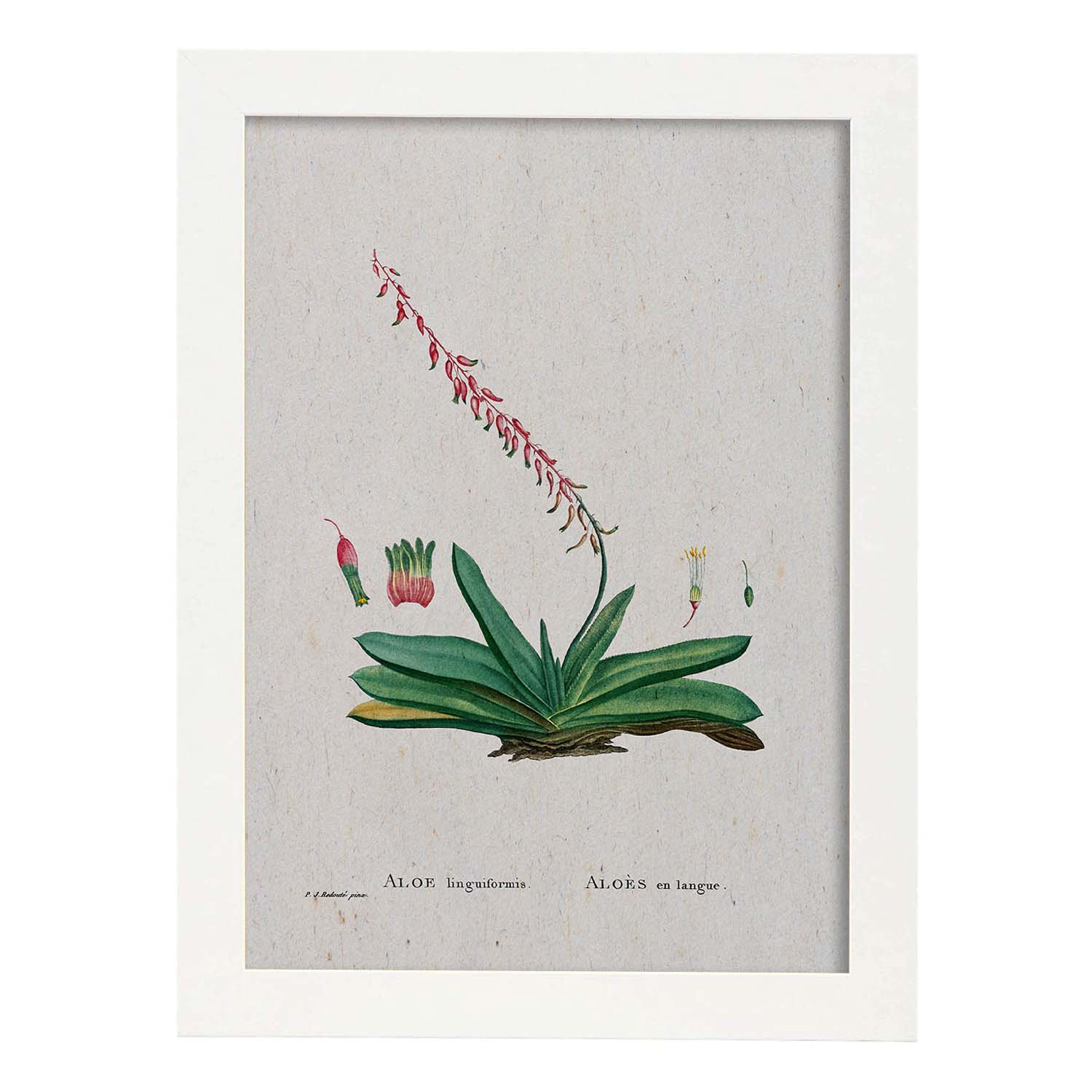 Lámina Naturaleza - 112. Pósters con ilustraciones en acuarela de Pierre-Joseph Redouté.-Artwork-Nacnic-A4-Marco Blanco-Nacnic Estudio SL