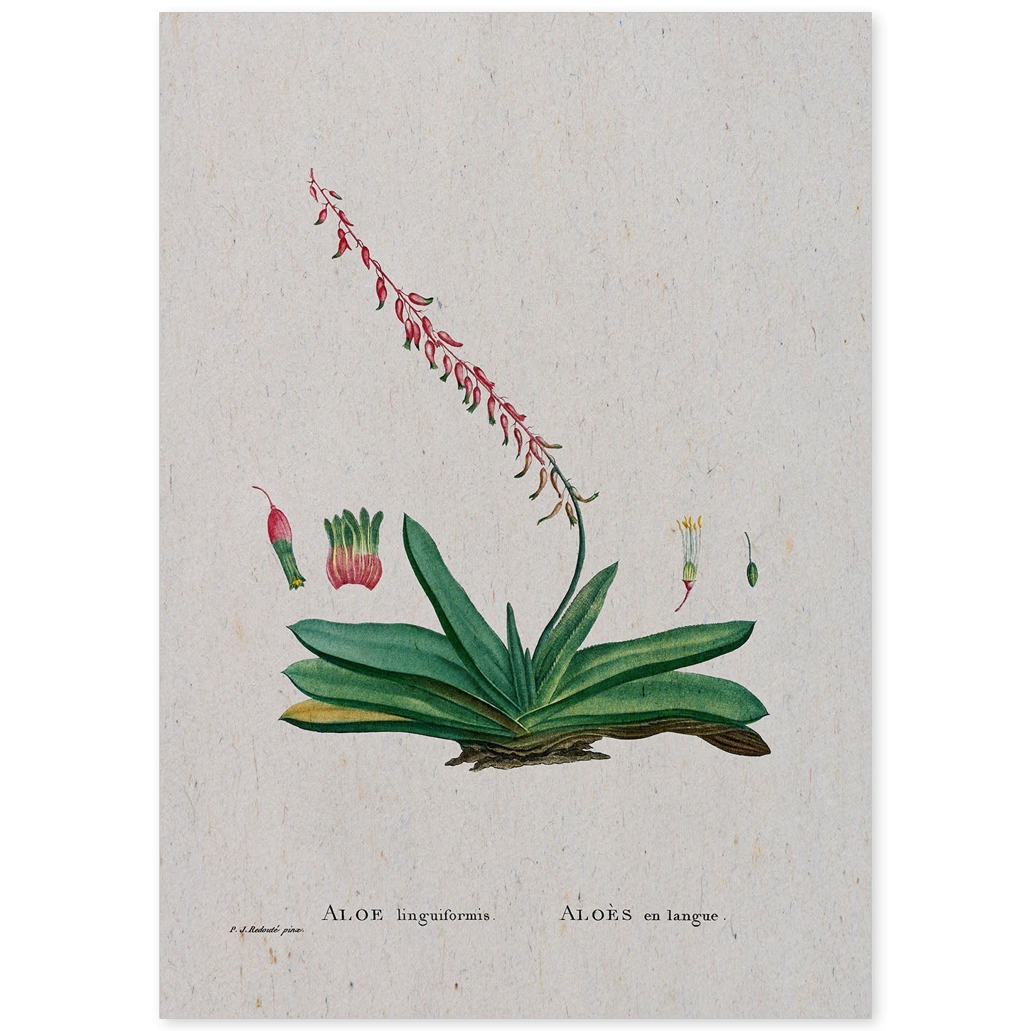 Lámina Naturaleza - 112. Pósters con ilustraciones en acuarela de Pierre-Joseph Redouté.-Artwork-Nacnic-A4-Sin marco-Nacnic Estudio SL