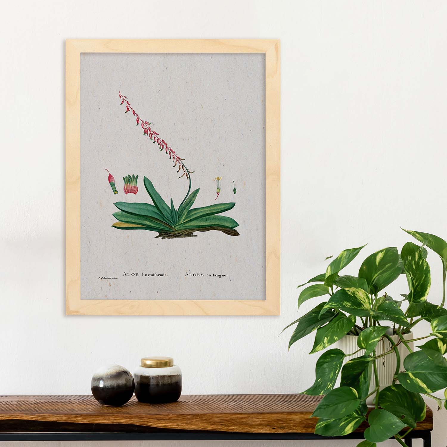 Lámina Naturaleza - 112. Pósters con ilustraciones en acuarela de Pierre-Joseph Redouté.-Artwork-Nacnic-Nacnic Estudio SL