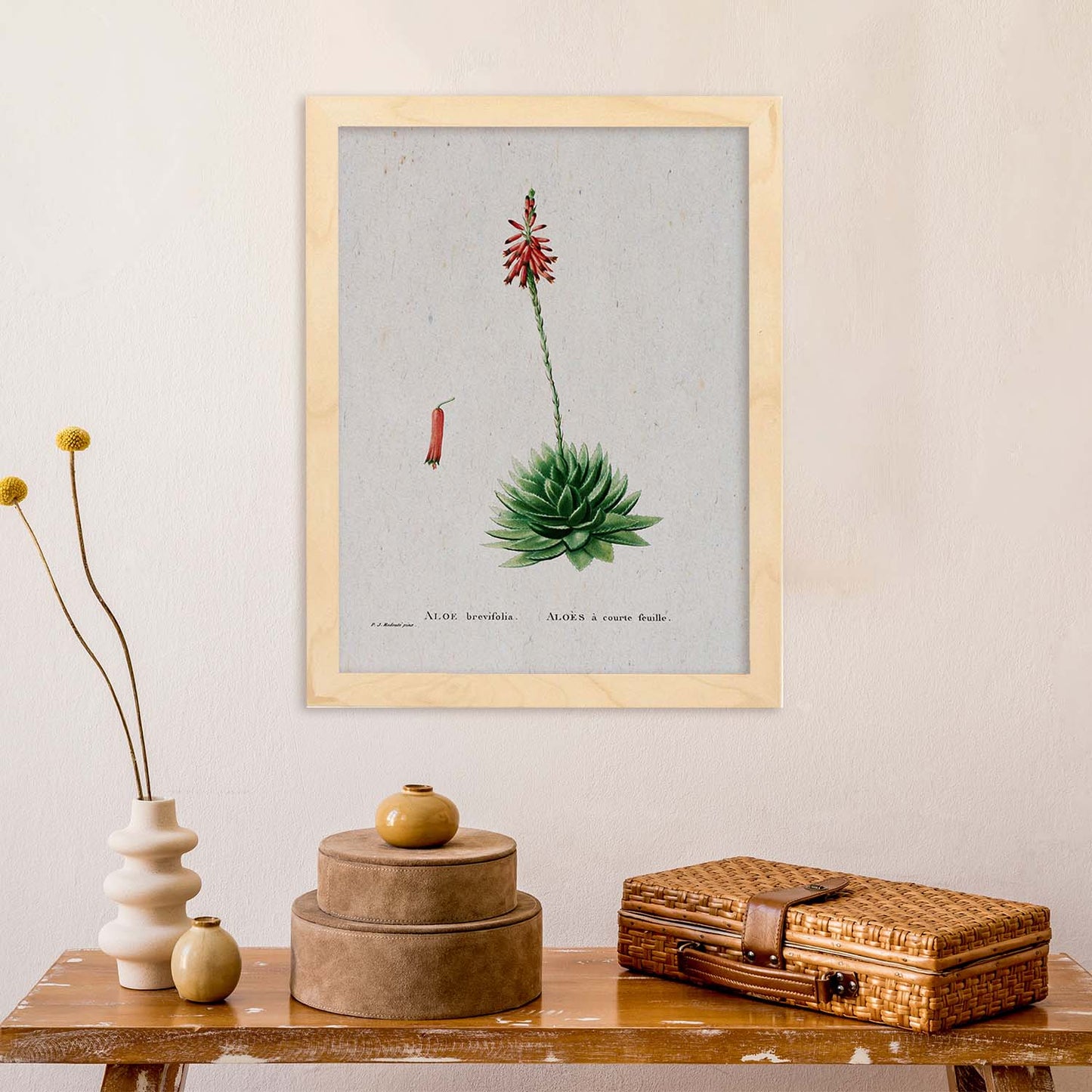 Lámina Naturaleza - 113. Pósters con ilustraciones en acuarela de Pierre-Joseph Redouté.-Artwork-Nacnic-Nacnic Estudio SL