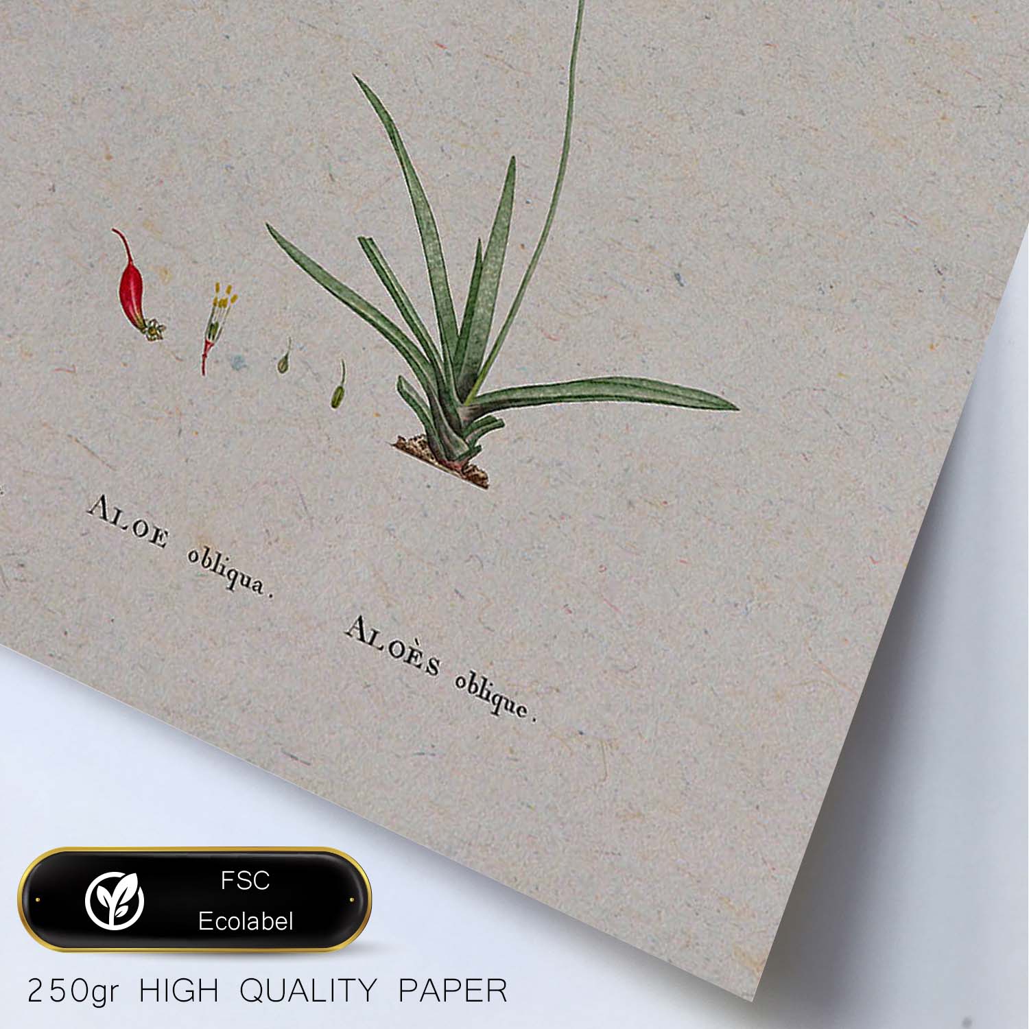 Lámina Naturaleza - 115. Pósters con ilustraciones en acuarela de Pierre-Joseph Redouté.-Artwork-Nacnic-Nacnic Estudio SL