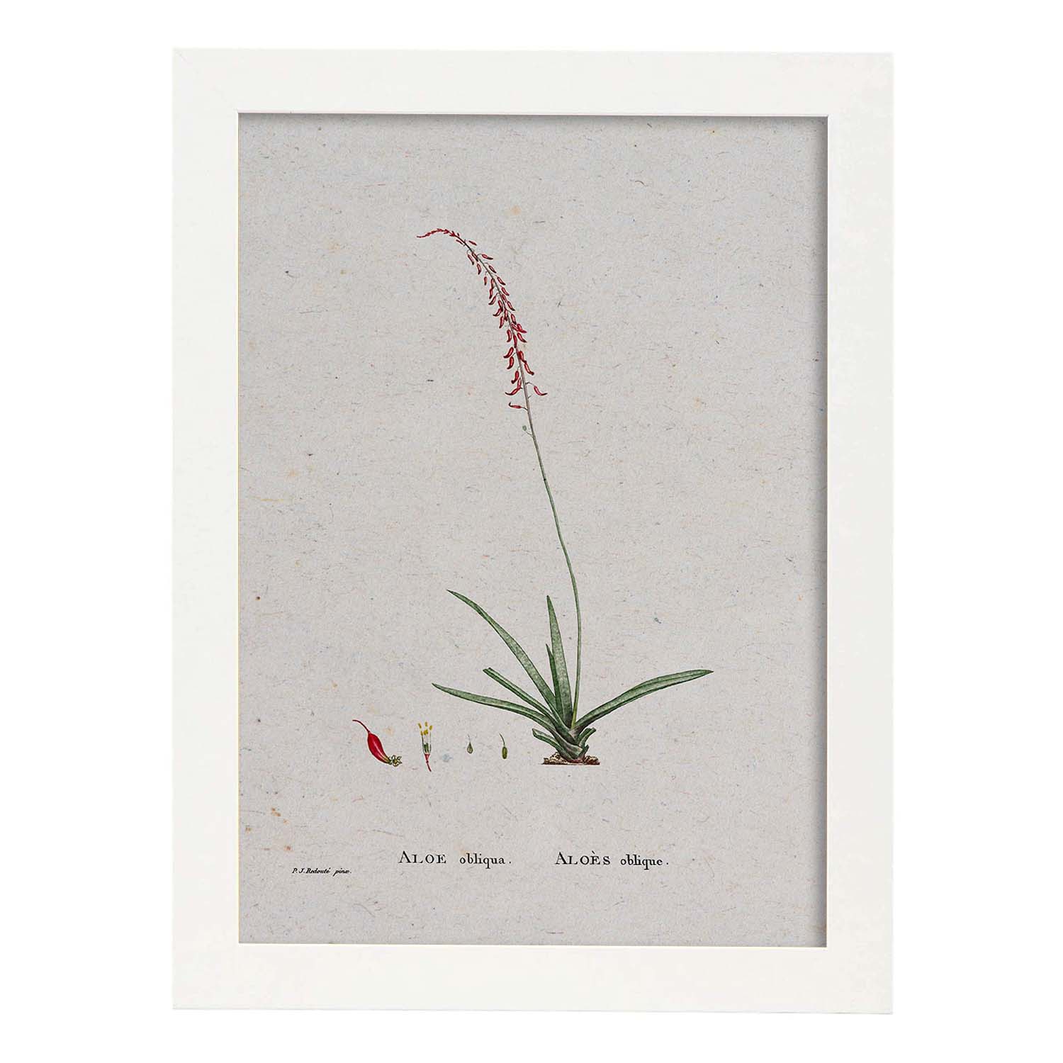 Lámina Naturaleza - 115. Pósters con ilustraciones en acuarela de Pierre-Joseph Redouté.-Artwork-Nacnic-A3-Marco Blanco-Nacnic Estudio SL
