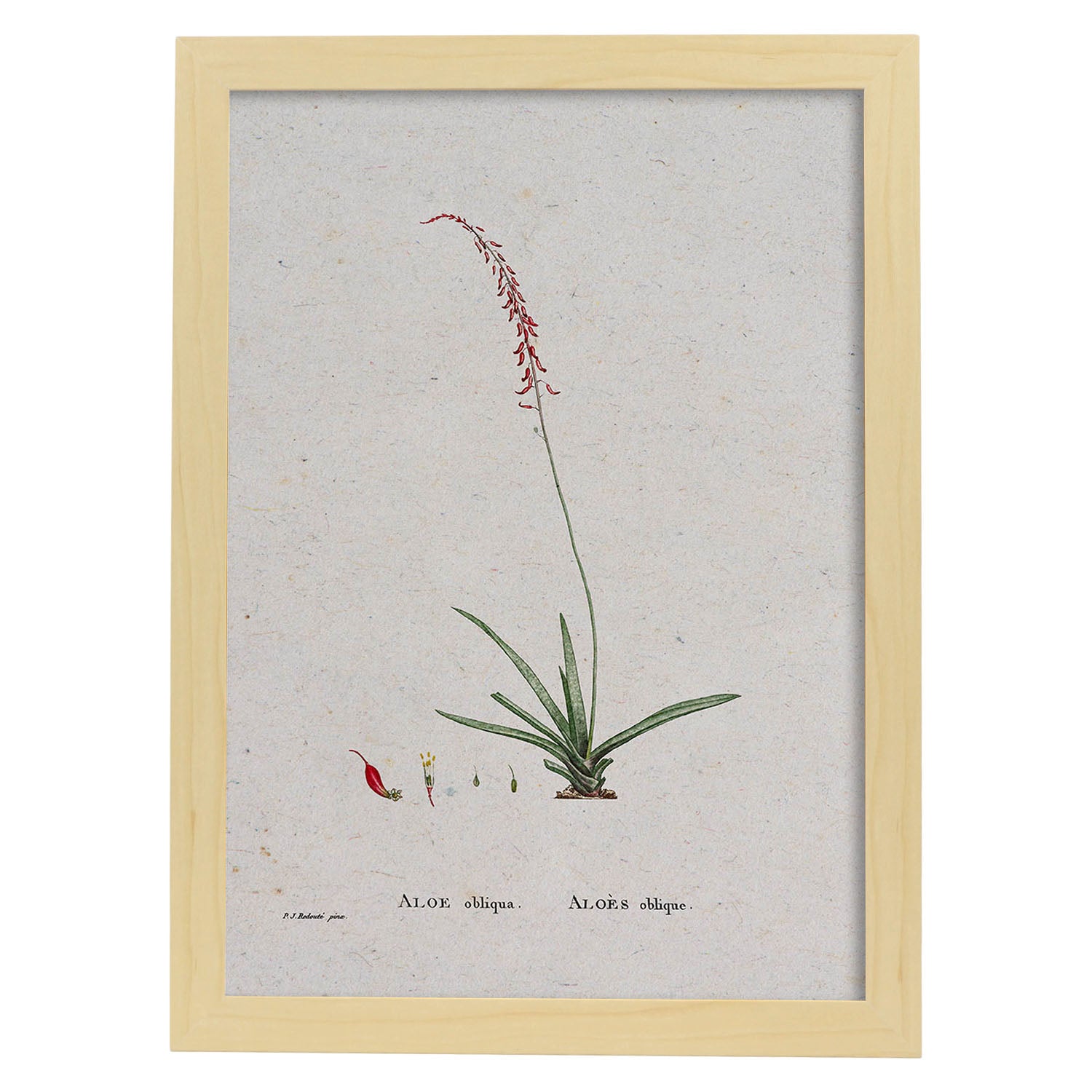 Lámina Naturaleza - 115. Pósters con ilustraciones en acuarela de Pierre-Joseph Redouté.-Artwork-Nacnic-A3-Marco Madera clara-Nacnic Estudio SL