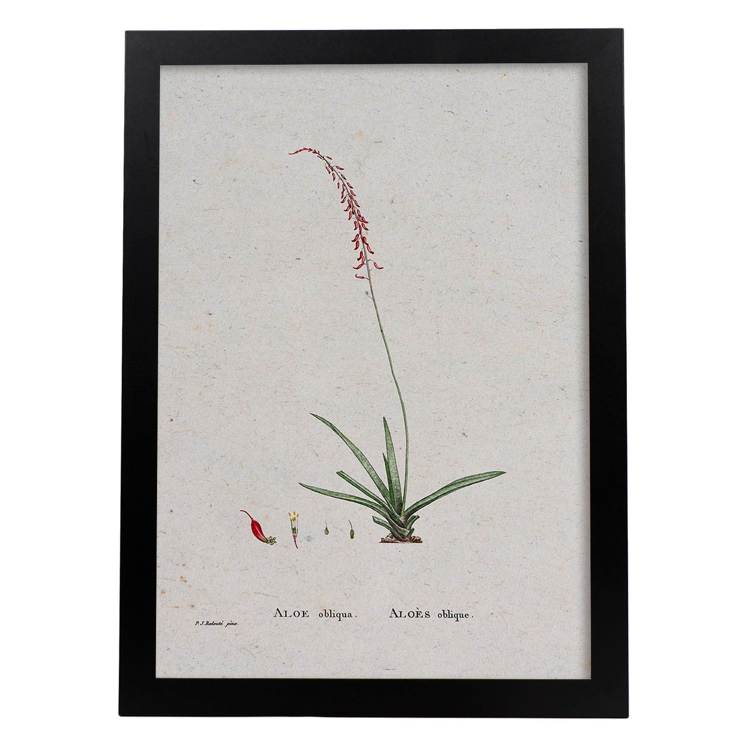 Lámina Naturaleza - 115. Pósters con ilustraciones en acuarela de Pierre-Joseph Redouté.-Artwork-Nacnic-A4-Marco Negro-Nacnic Estudio SL